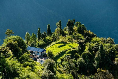View on landscape with green rice fields and farmer house