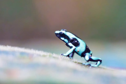 Green and black poison dart frog