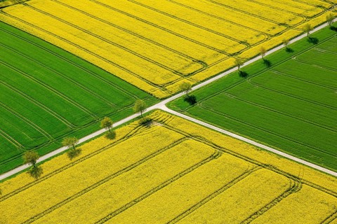 Rape fields on the city boundary between Warstein-Belecke and Anrochte-Erwitte