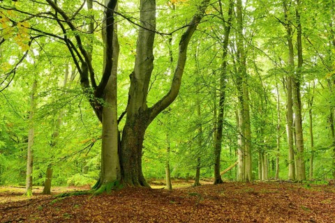 Untouched beech forest