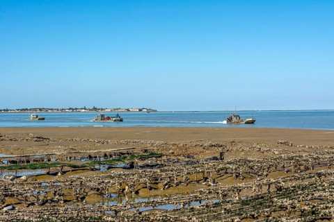 Flat bottomed oyster-boats at Le chaps