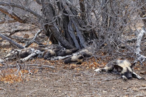 African wild dogs