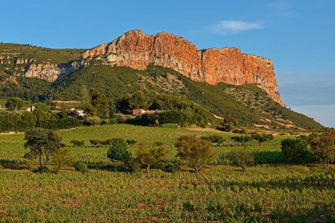 Vineyards with Soubeyranes cliffs