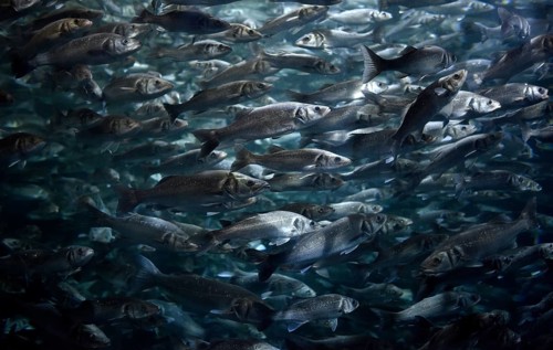 Swarm of European sea bass or sea dace