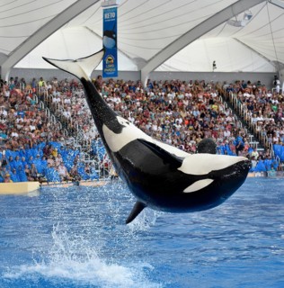 Orca