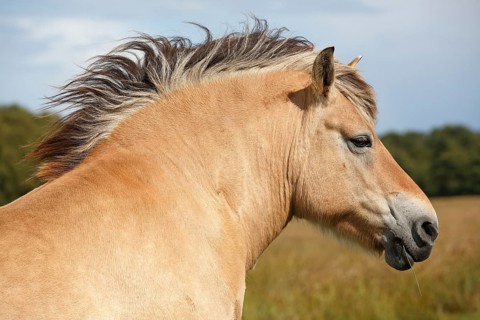 Norwegian Fjord pony