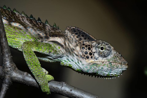 Warty chameleon