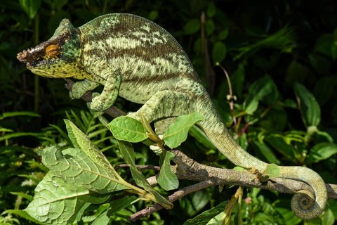 Parson's chameleon
