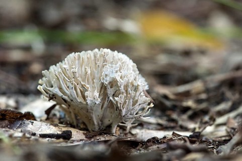 Coral mushroom