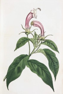 Centropogon cornutus