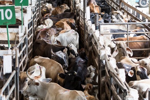 Cramped cattle in auction hall