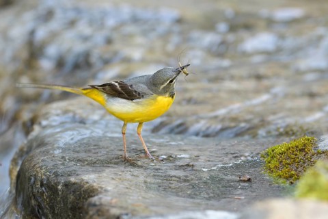 Grey wagtail