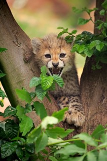 Cheetah