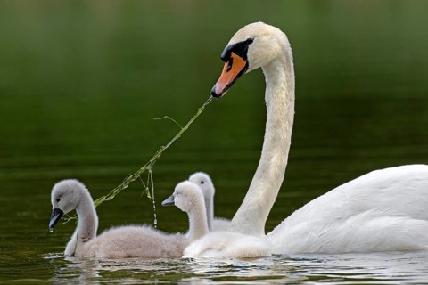 Mute swan with chicks