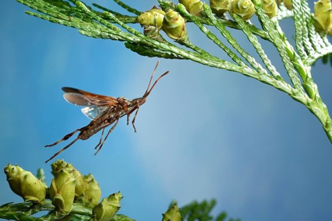 Western conifer seed bug