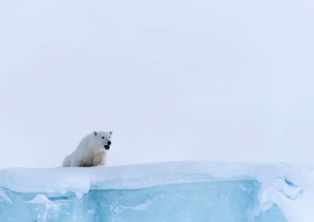Polar bear