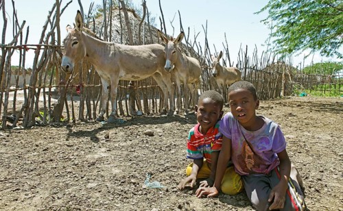 Boys and donkeys in front of mud hut