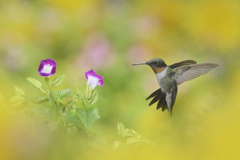 Ruby-throated Hummingbird