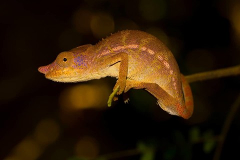 Rhinoceros chameleon