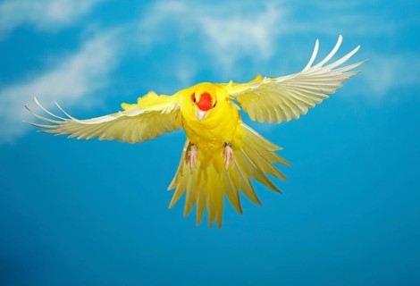 Red-crowned parakeet or red-fronted parakeet