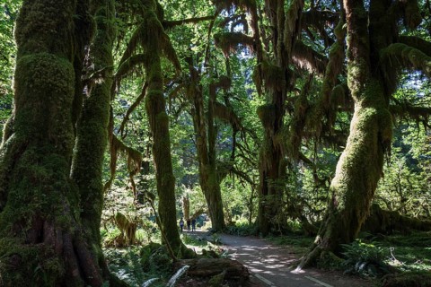 Footpath through draped with moss trees in the Hoh Rainforest