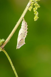 Caterpillar in chrysalis