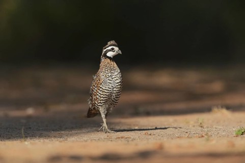 Northern Bobwhite