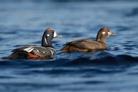 Harlequin ducks