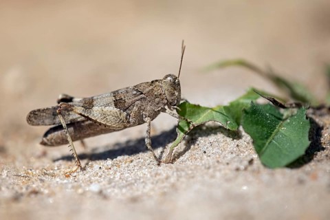 Blue-winged grasshopper