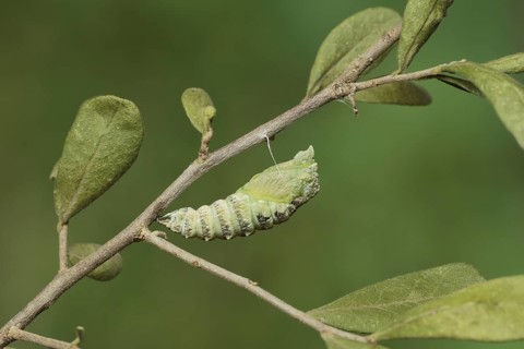Black Swallowtail