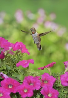 Rufous Hummingbird