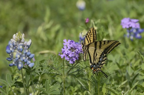 Two-tailed Tiger Swallowtail