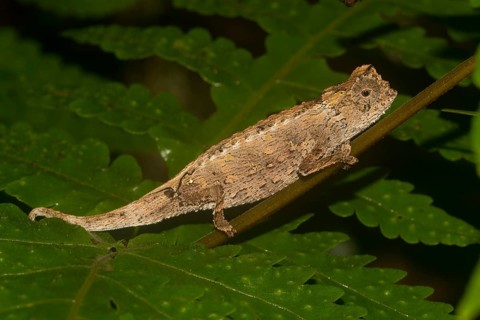 Amber Mountain leaf chameleon