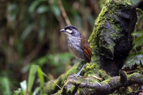 The jocotoco antpitta