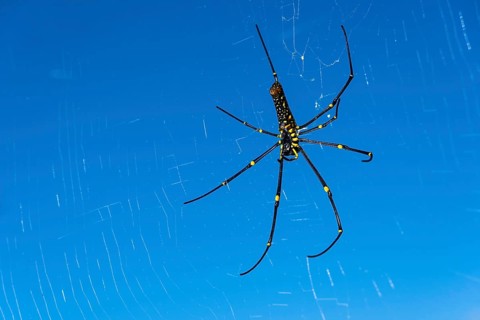 Golden Silk Orb-Weavers