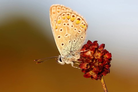 Common Blue