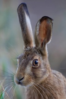 Brown hare