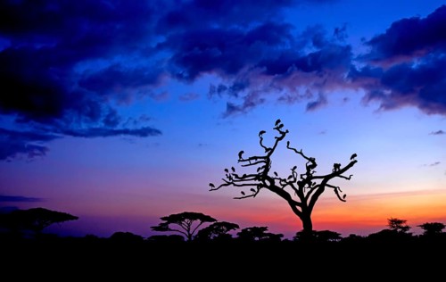 White Storks