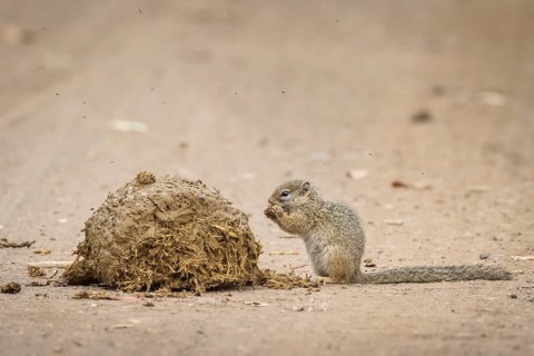 Smith's bush squirrel
