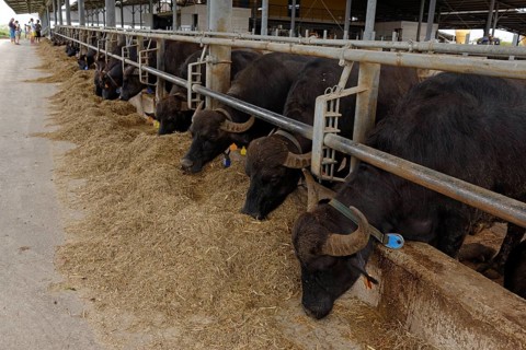 Buffalo