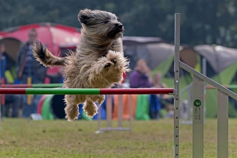 Dog jumping over bar at Agility tournament