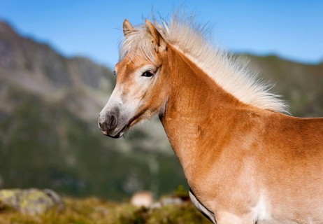 A dun Haflinger foal