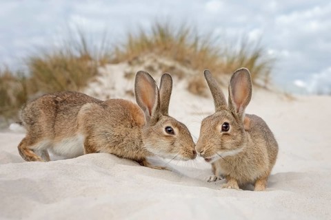 Wild rabbits