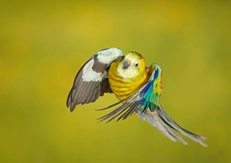 Red-rumped parrot