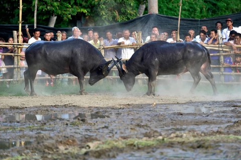 Two water buffalos