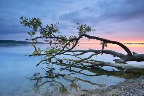 Trunk of an oak tree lying in water