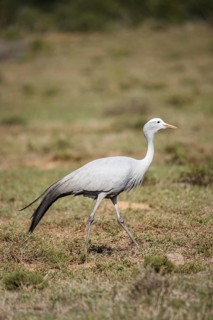 Blue crane