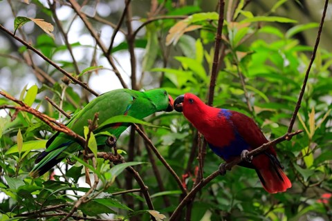 Eclectus Parrot