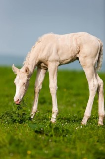 Cremello Morgan horse foal eating grass