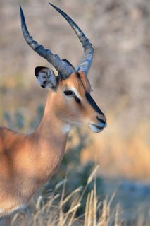 Black-faced Impala